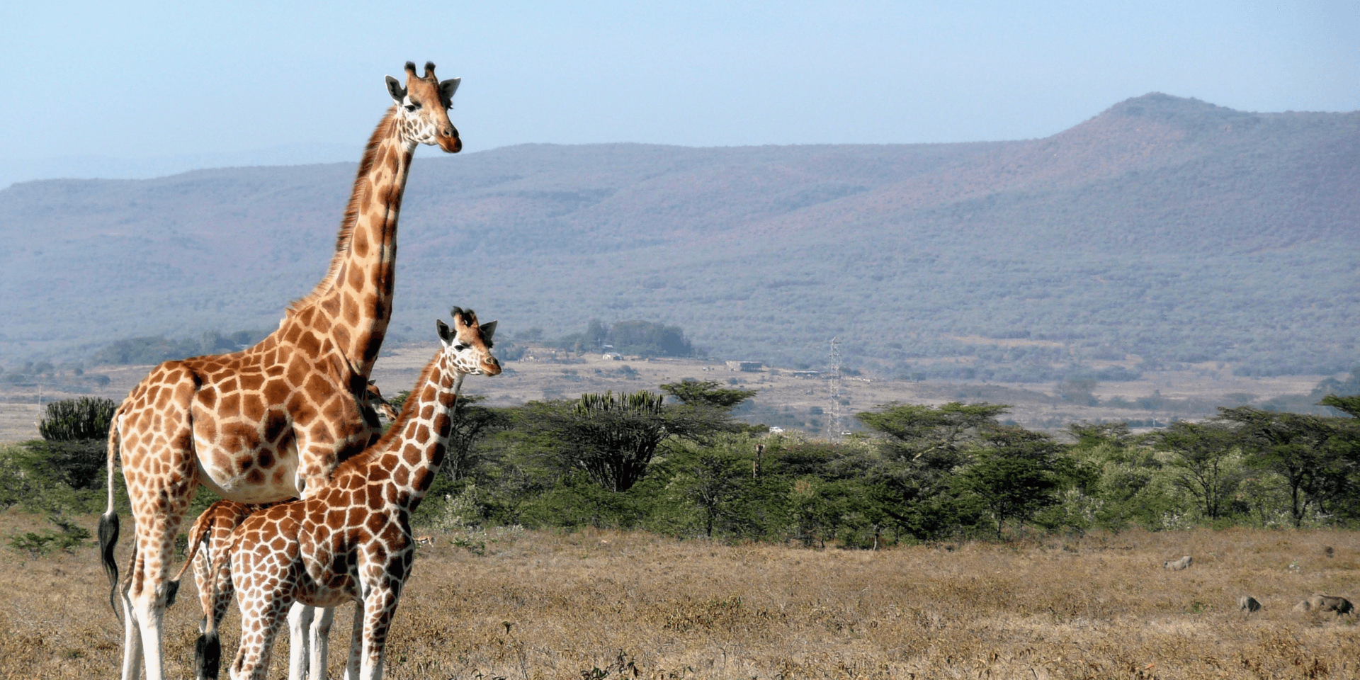 Pongolapoort Dam and Mkhuze Game Drives
