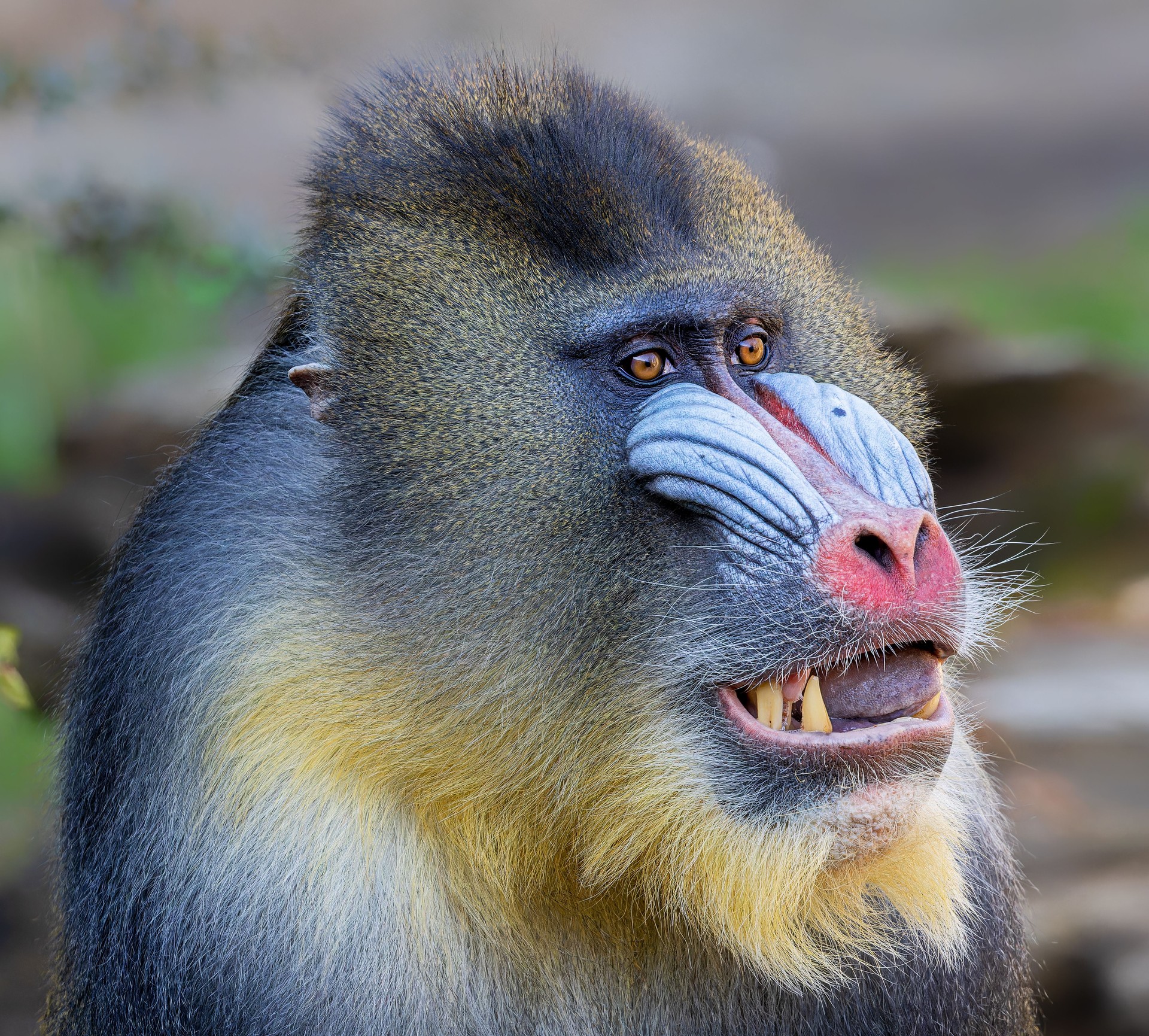 Close-up view of a male Mandrill